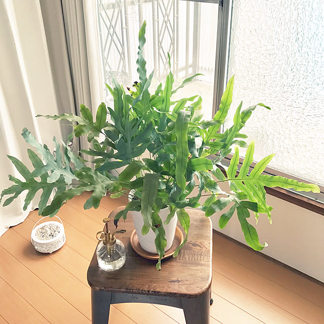 anemone551さんの実例写真