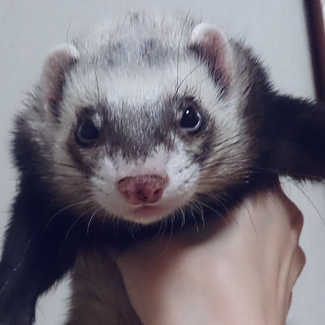 yipuuさんの実例写真