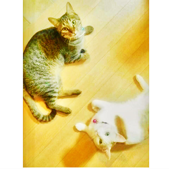 jaja.mamepukuさんの実例写真