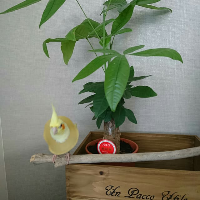 narisukeさんの実例写真