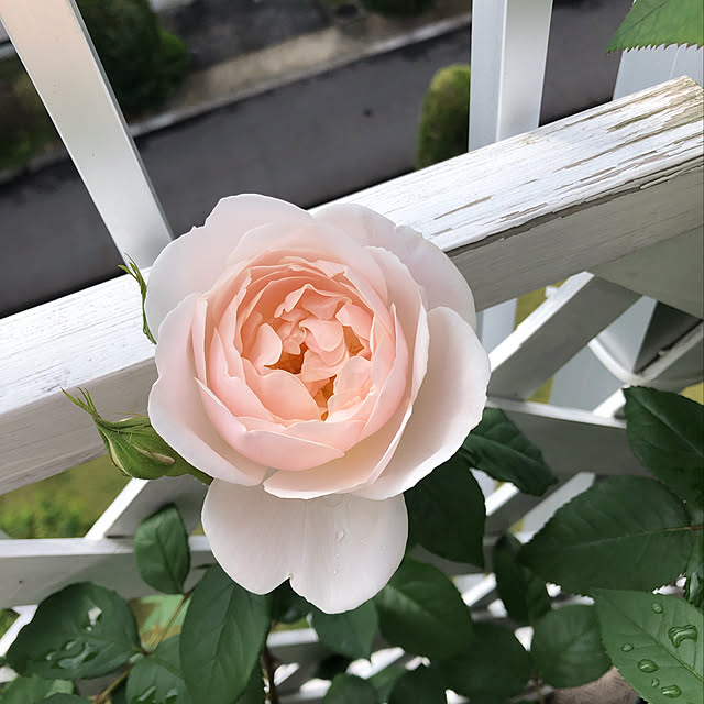 MELOさんの実例写真