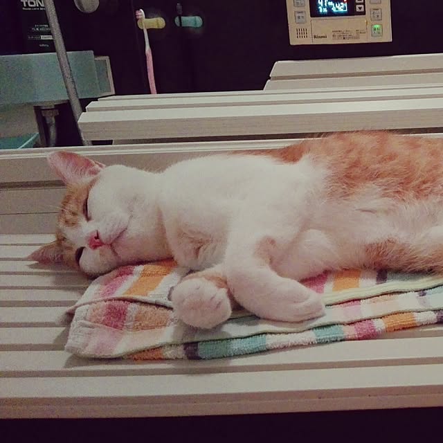 Toyomiさんの実例写真