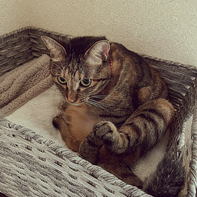 chiiさんの実例写真