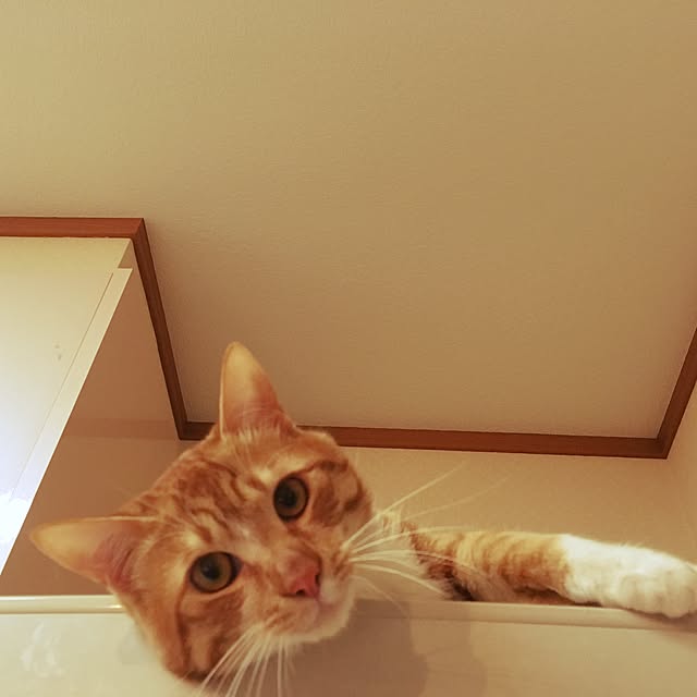 baronkotarouさんの実例写真