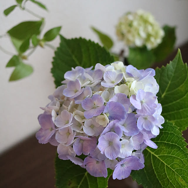 risukoさんの実例写真