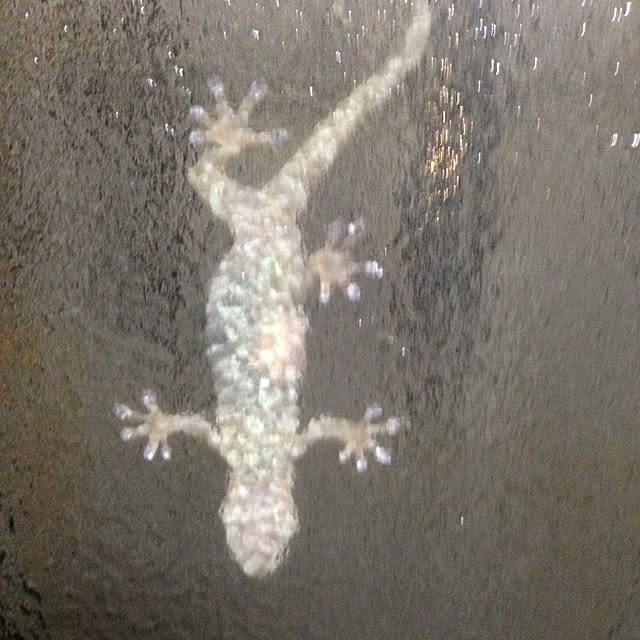 okisibasadaさんの実例写真