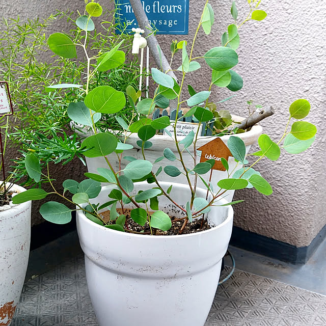 koitoさんの実例写真