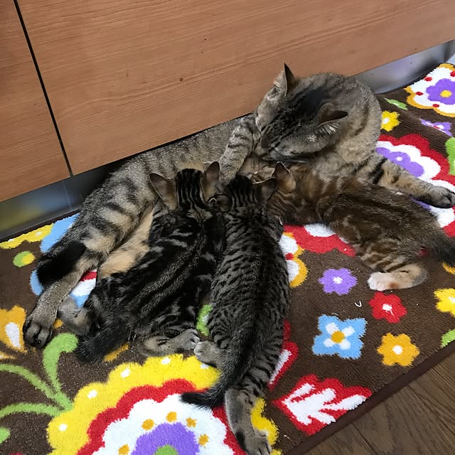 pepeさんの実例写真