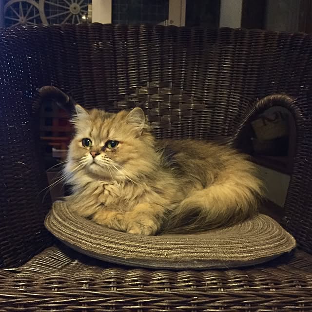butachanさんの実例写真