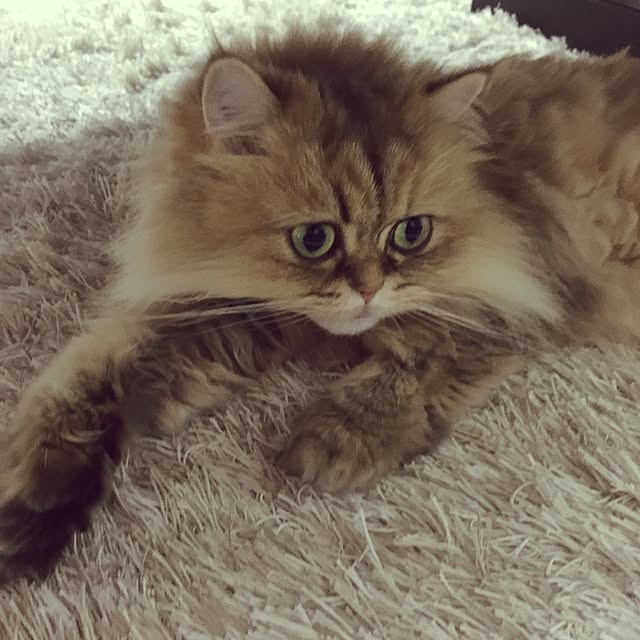 graさんの実例写真