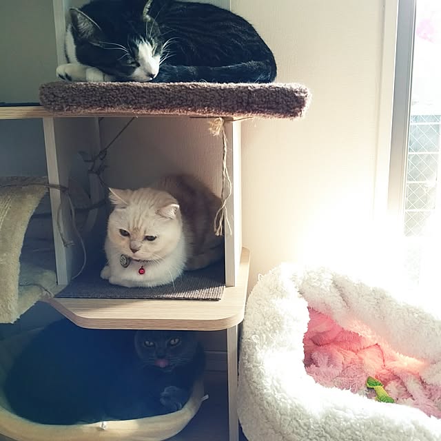 6catsさんの実例写真