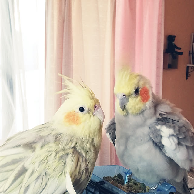 amanojakuさんの実例写真