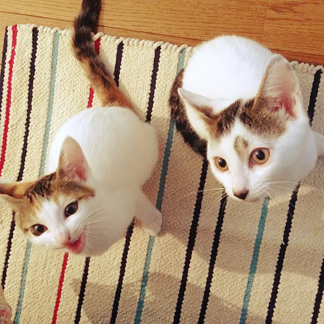 kotakomさんの実例写真