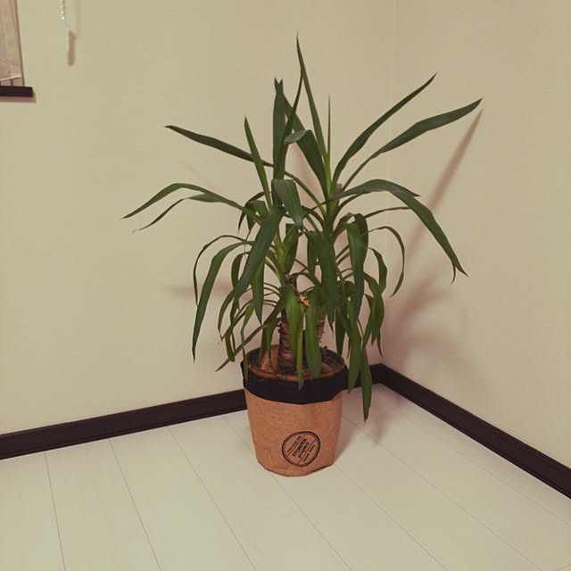 kojikojiさんの実例写真