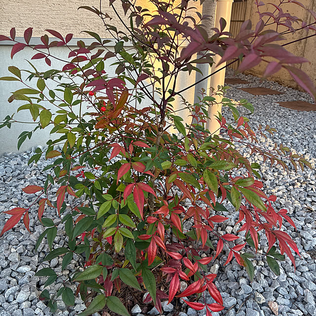 ue-51さんの実例写真