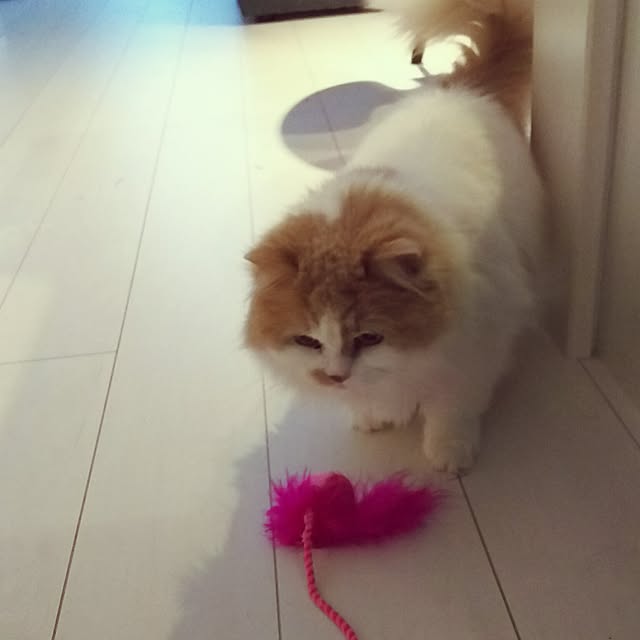 nonkoさんの実例写真