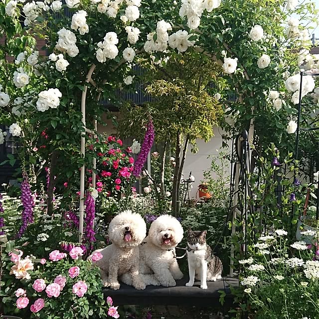 tomotomoさんの実例写真