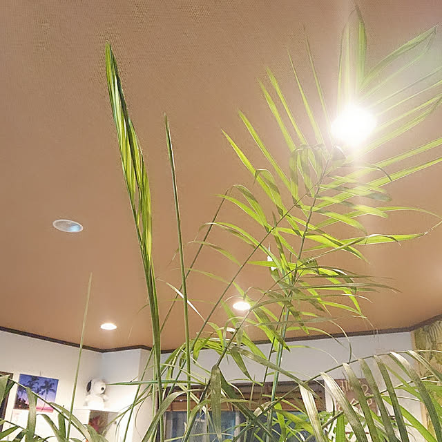 cocosorasakuさんの実例写真