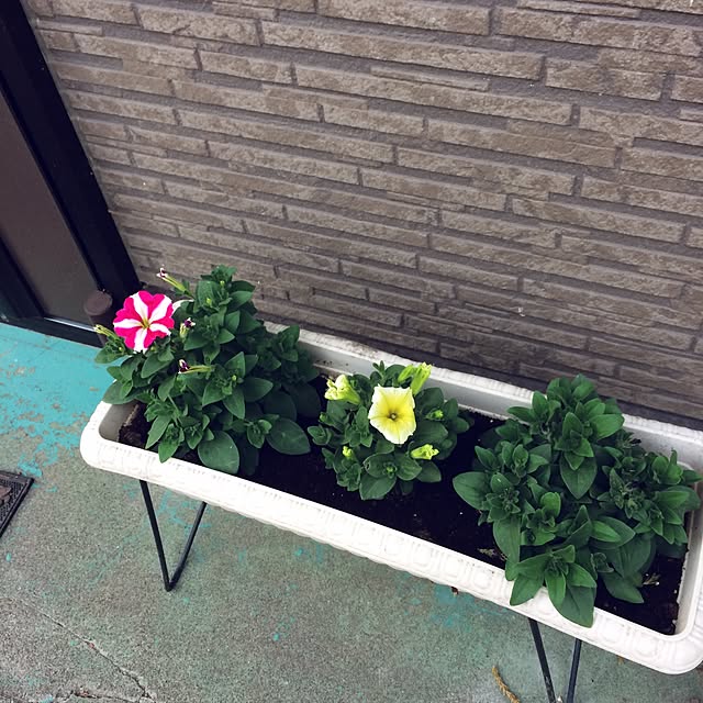 Shizukaさんの実例写真