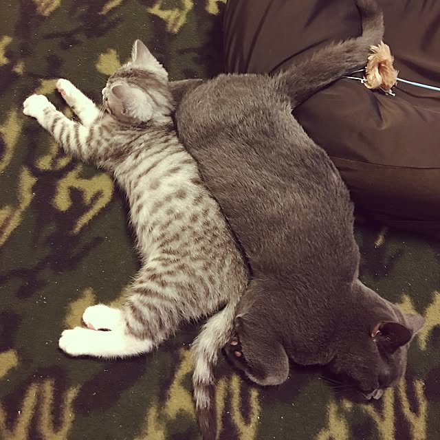 Shojiさんの実例写真