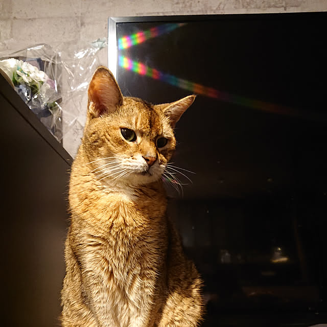 nenekoさんの実例写真