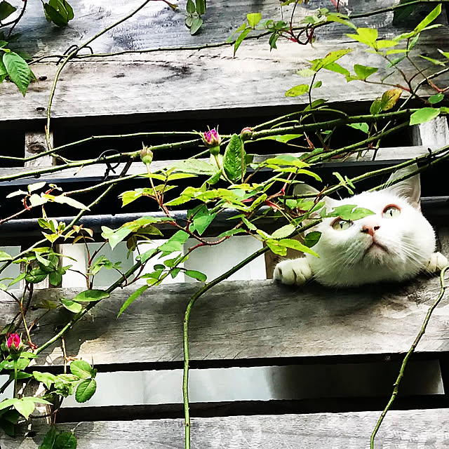 sakurasakuさんの実例写真