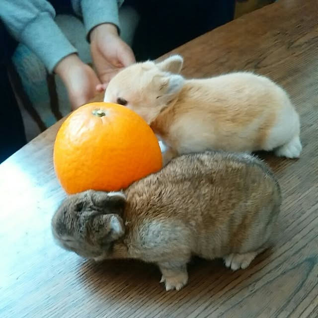 ChocolateNandasさんの実例写真