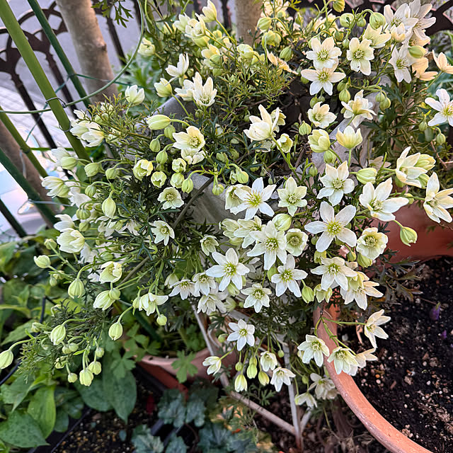 mamizaさんの実例写真