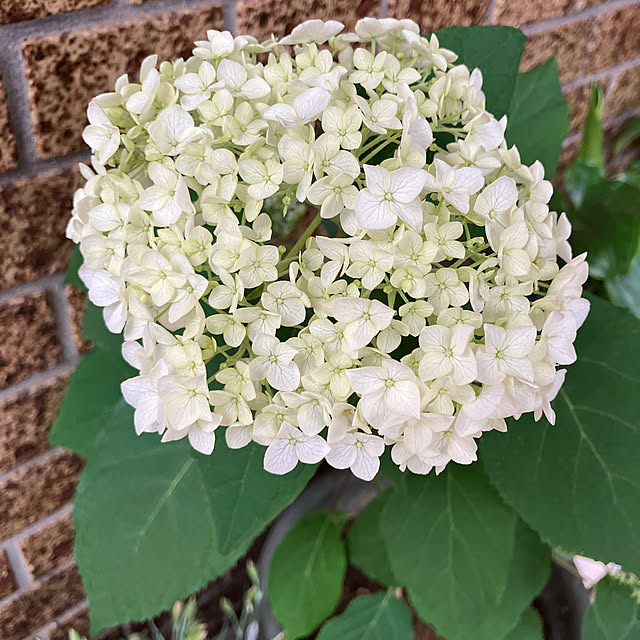 cocoさんの実例写真