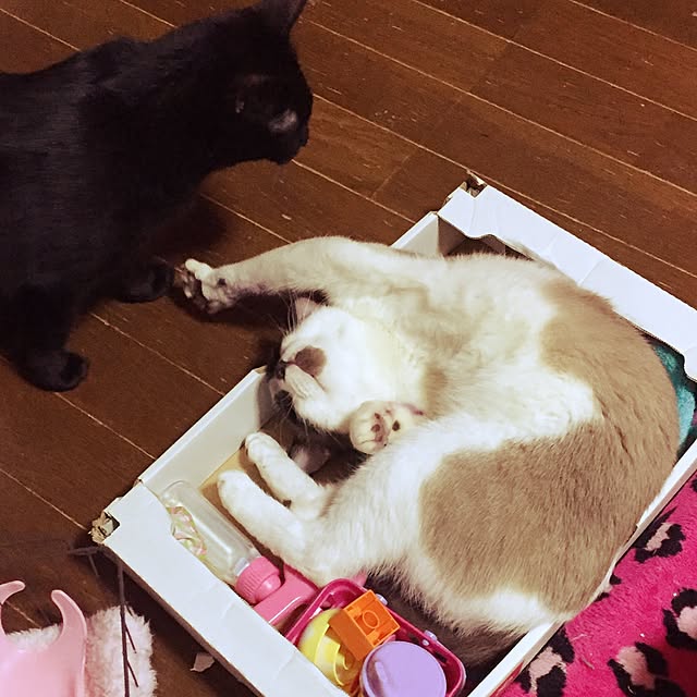 vivienne.coco-keiさんの実例写真