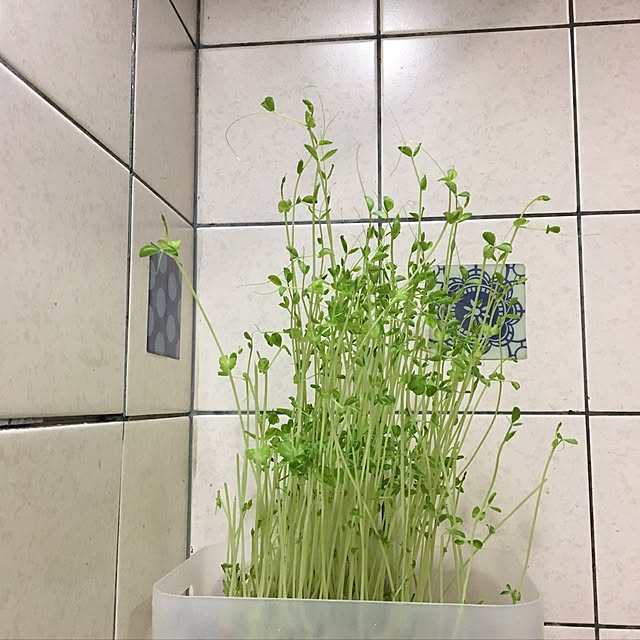 ohanaさんの実例写真