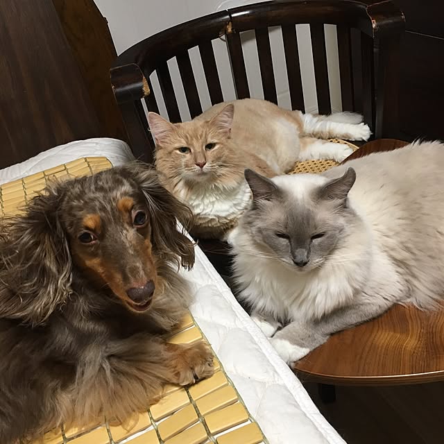 Siberian_Jack_Newtonさんの実例写真