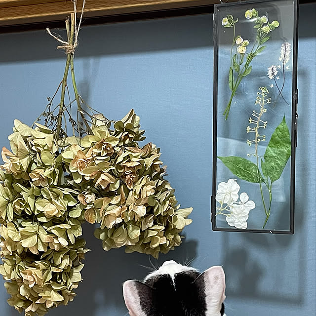 nobikoさんの実例写真
