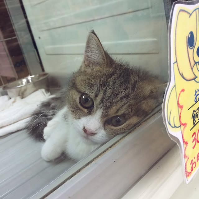 yokkochanさんの実例写真