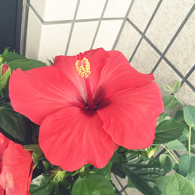 mmmaikoさんの実例写真