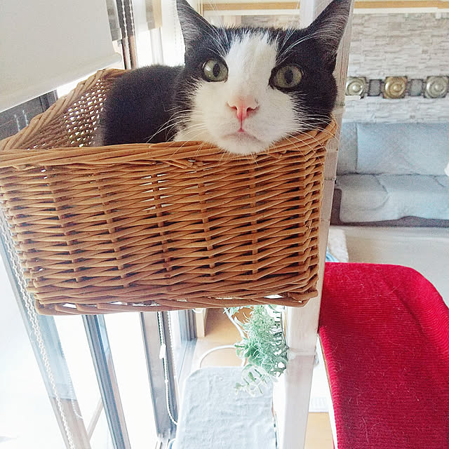 nikoさんの実例写真