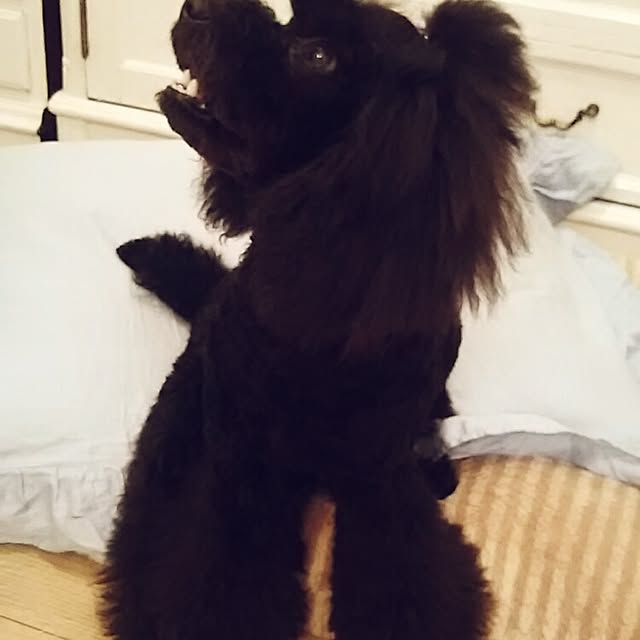 junhimeさんの実例写真