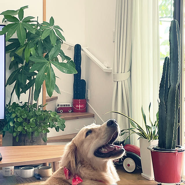 marinkoさんの実例写真