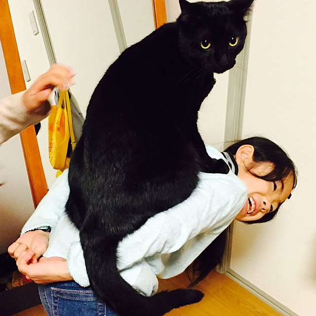 alcalinekoさんの実例写真