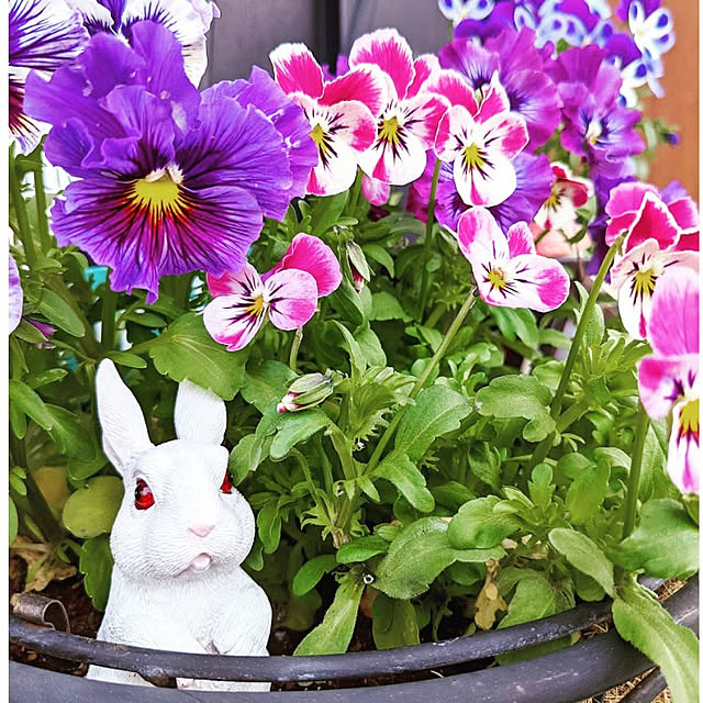 mamimamipockyさんの実例写真