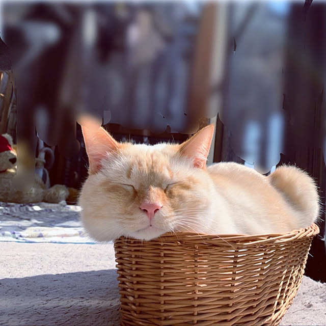 mohhaさんの実例写真