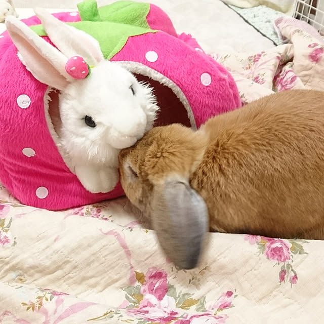 ruruさんの実例写真