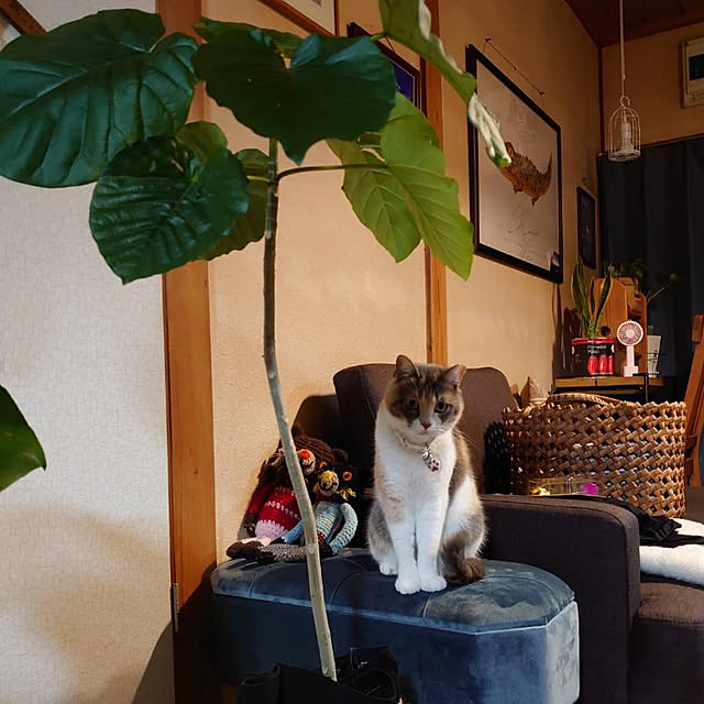fukuさんの実例写真