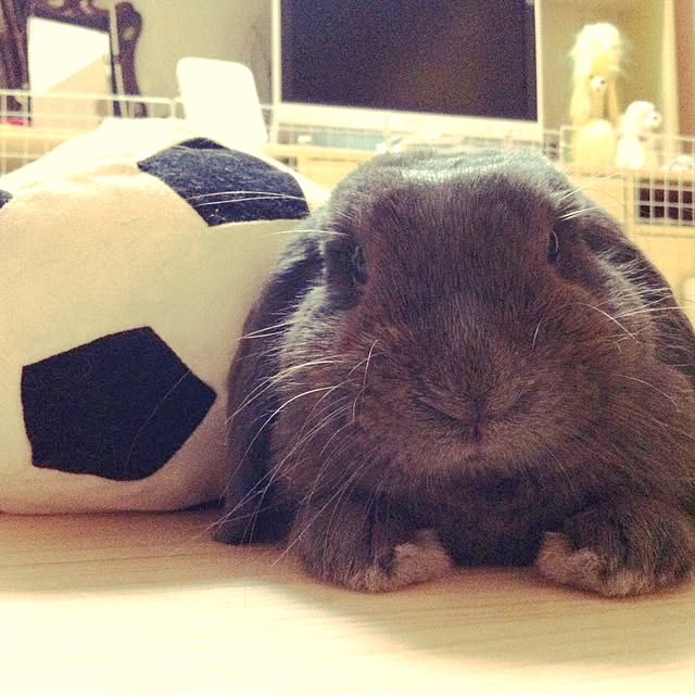 calminさんの実例写真