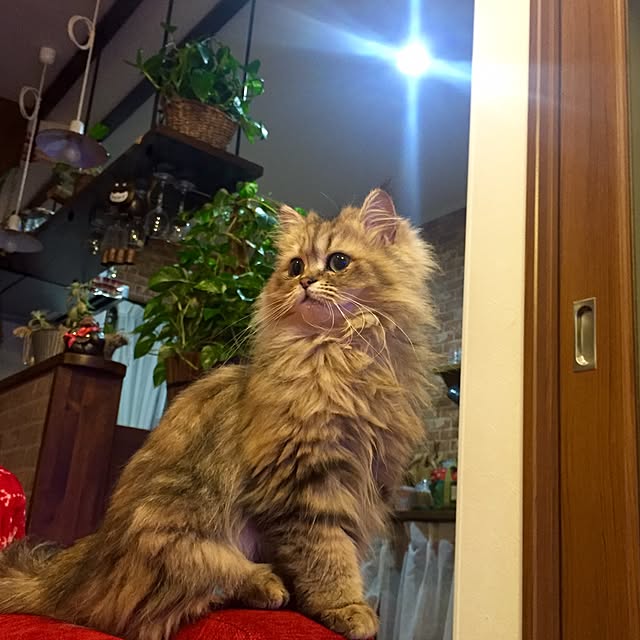 butachanさんの実例写真
