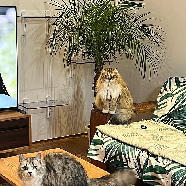 rurumokoさんの実例写真