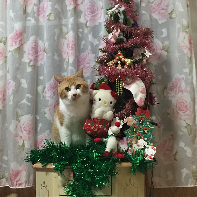 mikittyさんの実例写真