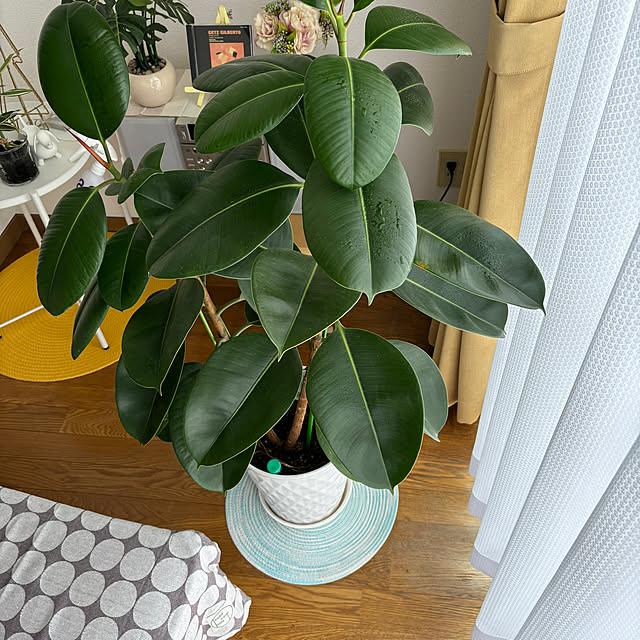 cocoさんの部屋