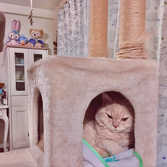 naokoさんの実例写真