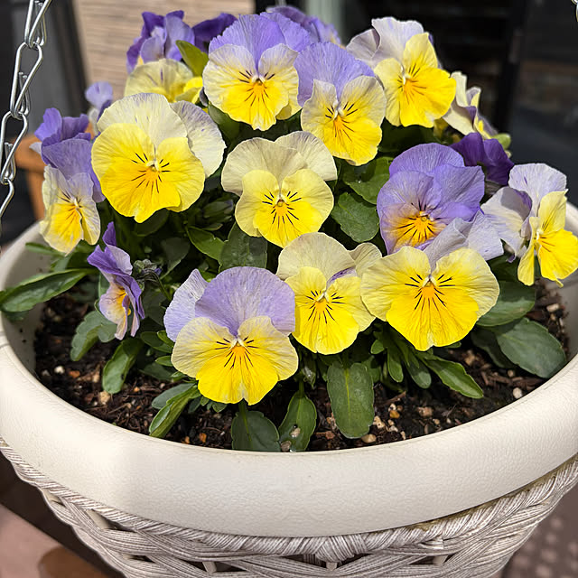 ronronさんの部屋